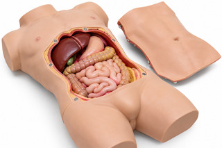 open abdomen anatomy training mannequin